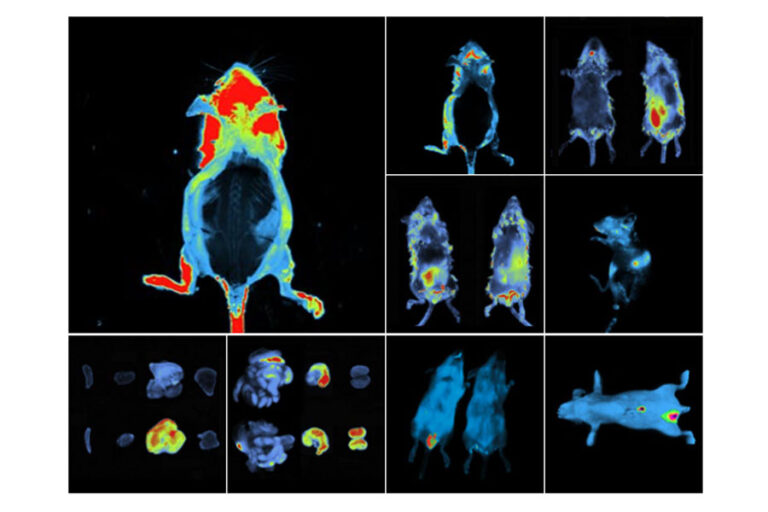 Newton 7.0 Vivo Equipo - Paralab Bio distribuye equipos de sistema de imagen óptica inteligente en España